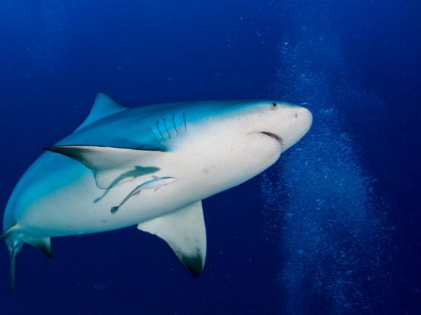 Цікаві факти про білих акул