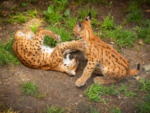 Interesting Facts About Wild Cats