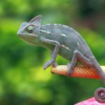 Цікаві факти про хамелеонів