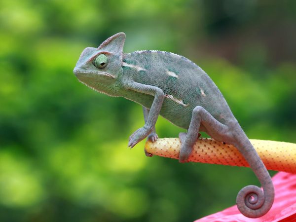 Цікаві факти про хамелеонів