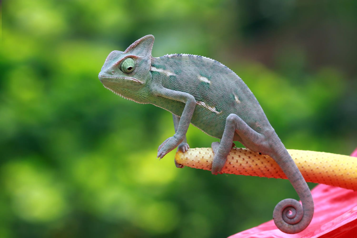 Ciekawostki o kameleonach