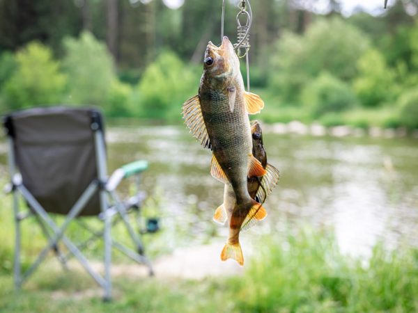 Interesting Facts About Perches