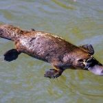 Interesting Facts About Platypuses