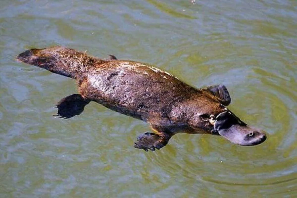Interesting Facts About Platypuses