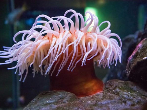 Цікаві факти про морських анемонів