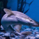 Цікаві факти про катранів