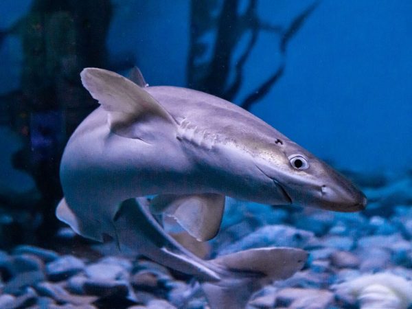 Цікаві факти про катранів