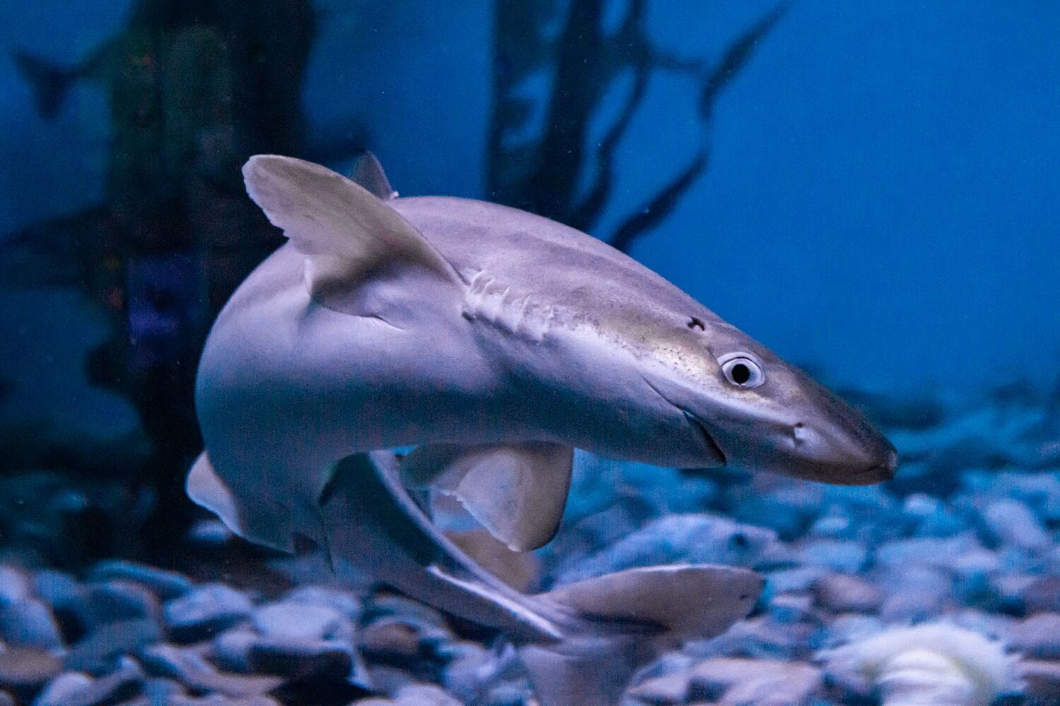 Ciekawostki o katranach