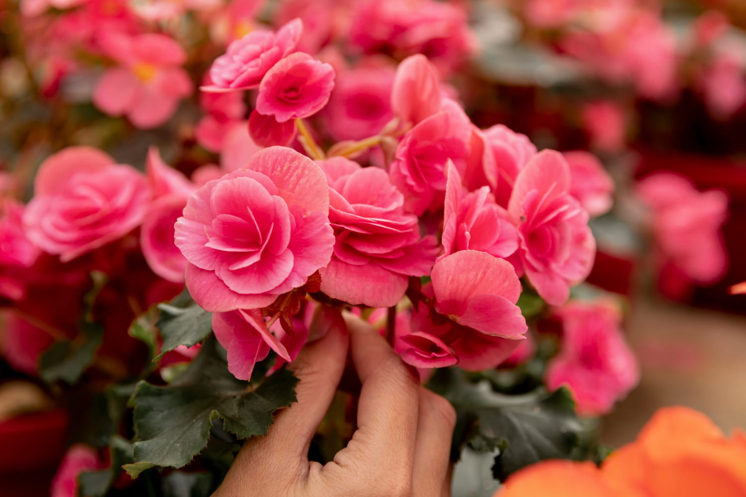 Interesting Facts About Begonias