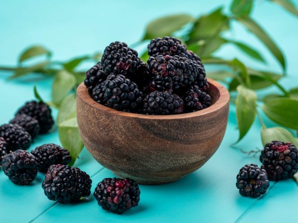 Цікаві факти про ожину