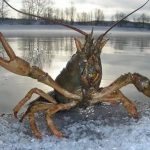 Цікаві факти про раків