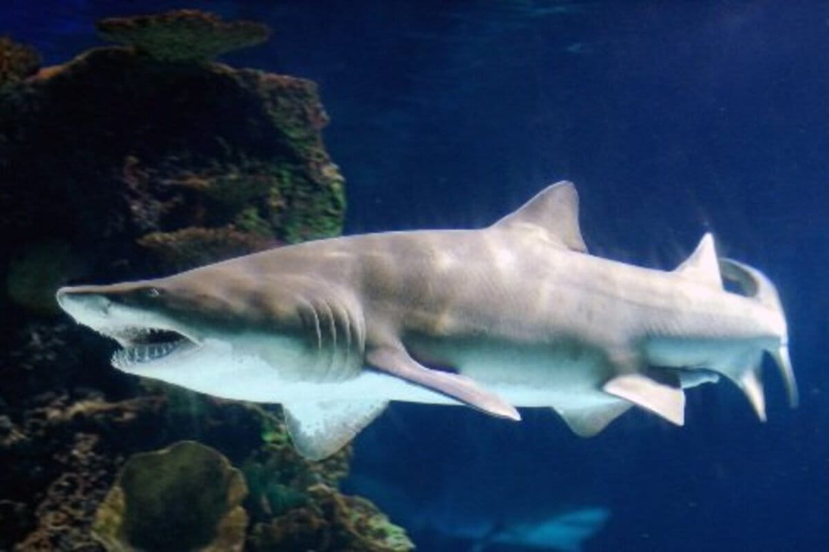 Құм акулалары туралы қызықты деректер