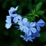 Цікаві факти про незабудки
